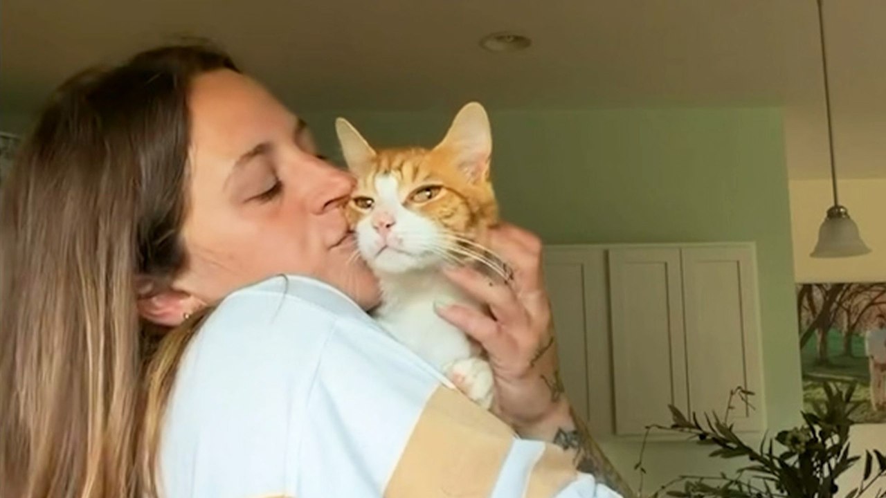 Stray Orange Cat Chooses His Family And Fits Right In