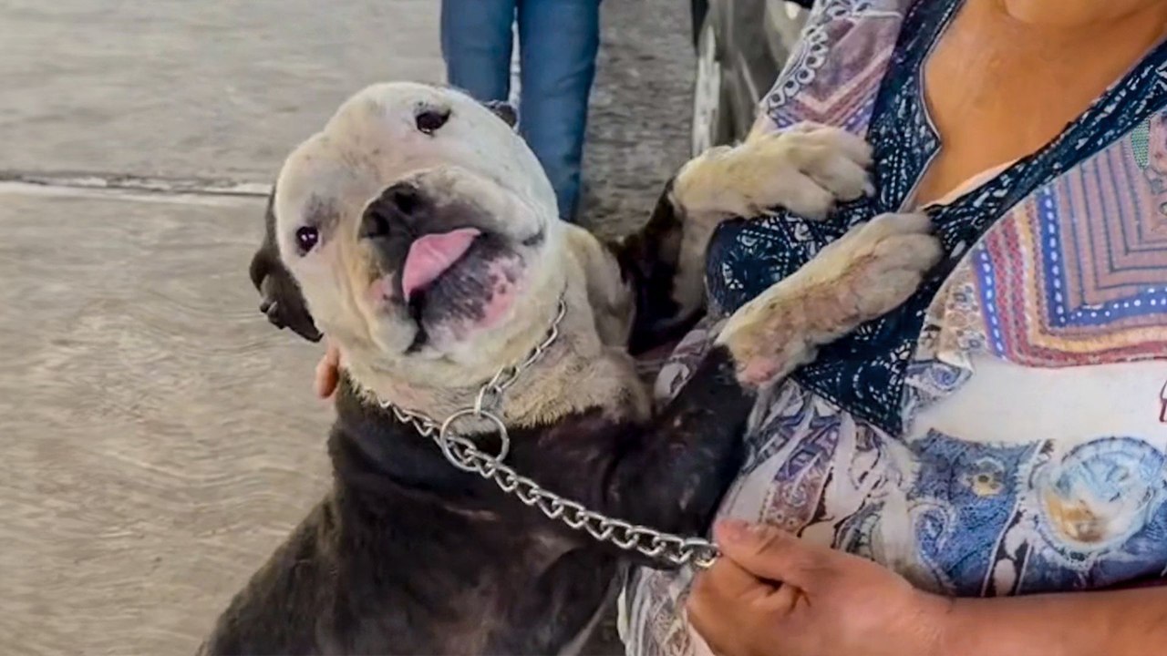 Stolen Dog Recognizes Her Family After 2 Years Apart