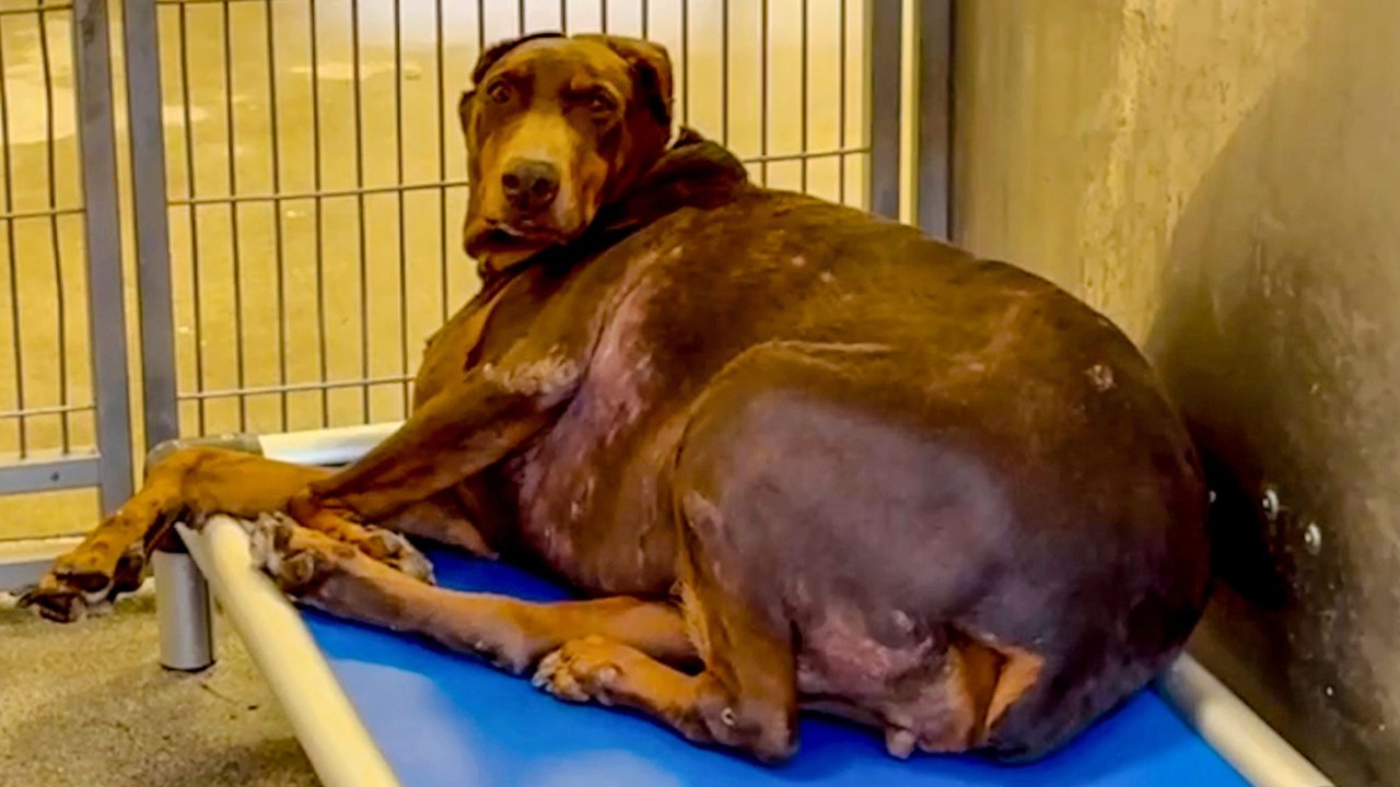 97-Pound Doberman Gets A Second Chance At Life