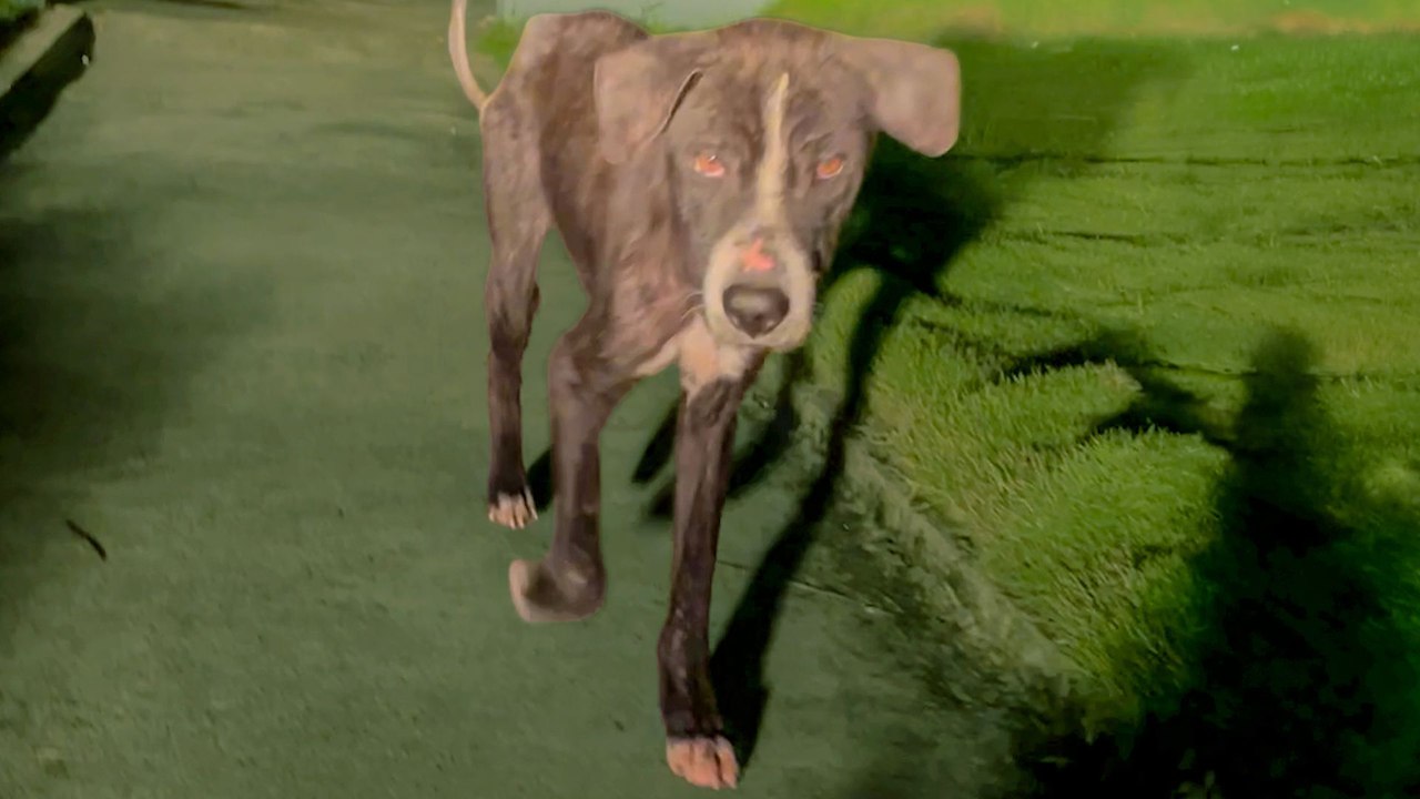 Couple Just Started Dating When They Found This Dog