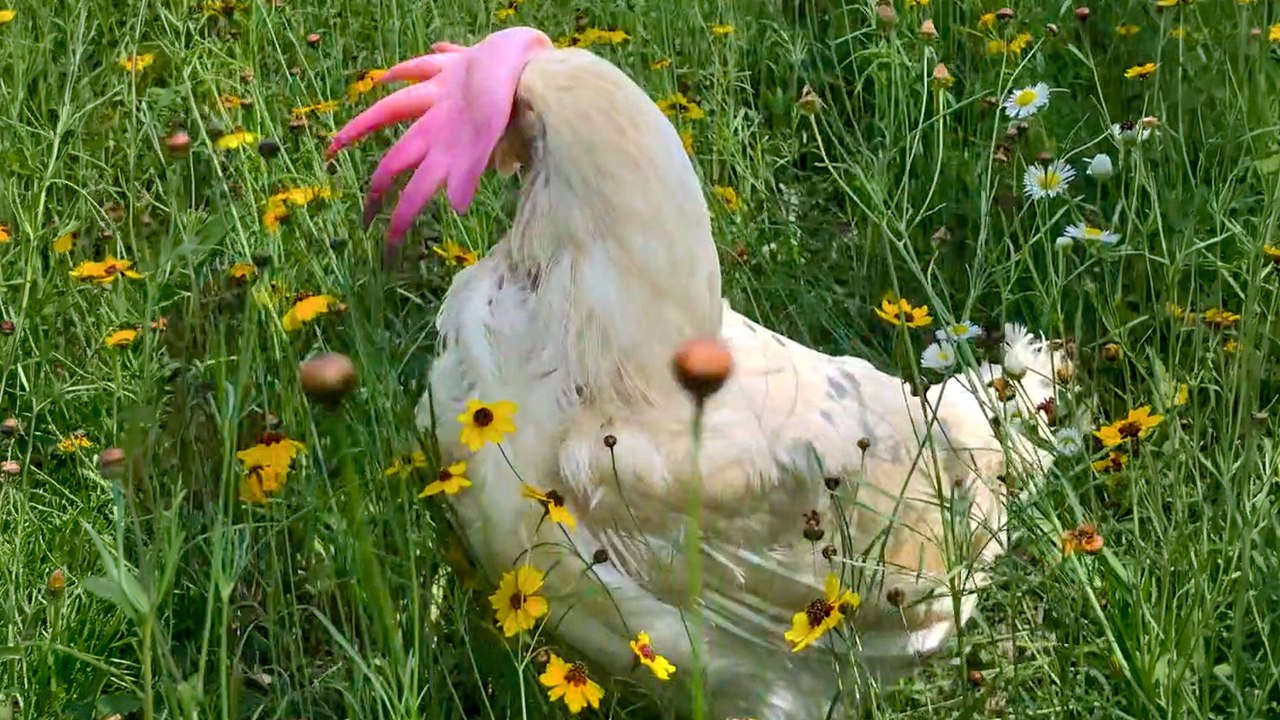 Bald Rescue Hen Turns Into The Puffiest Little Diva