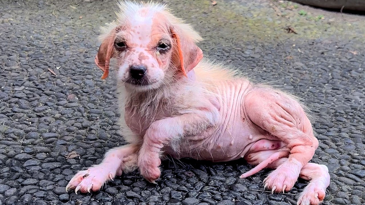 Puppy Found Shaking In The Road Is Unrecognizable 9 Months Later