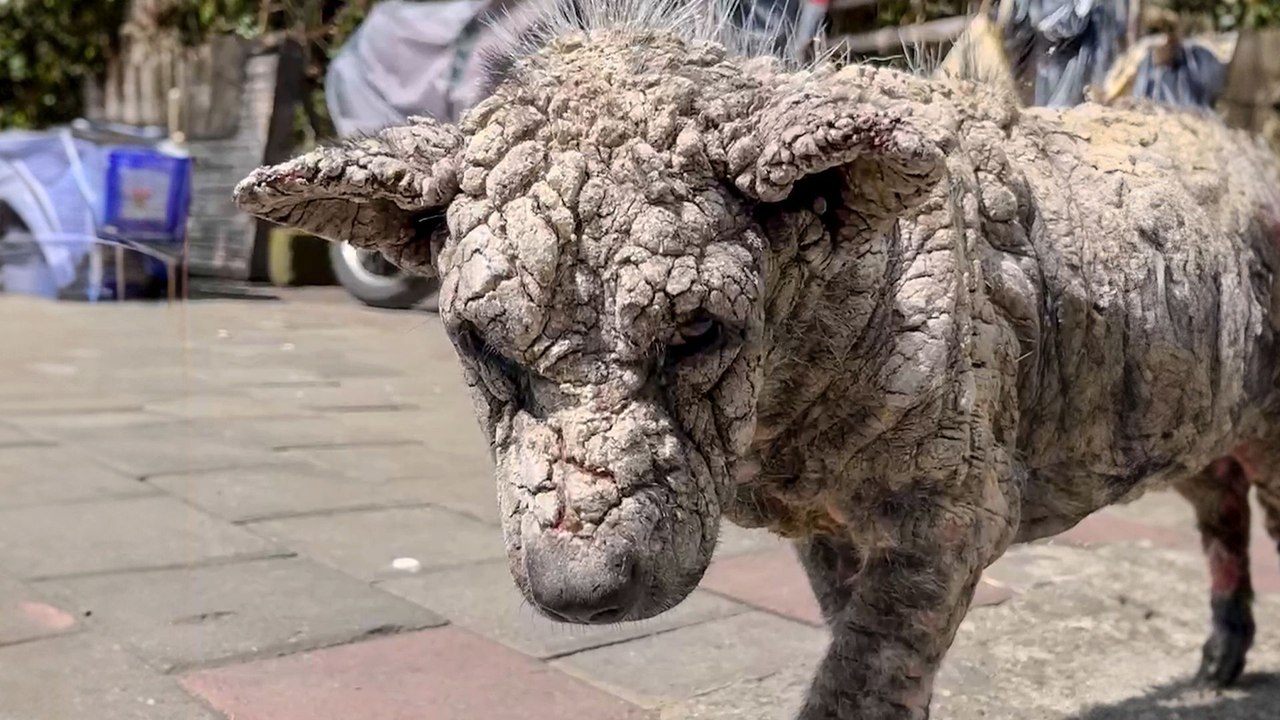 Dog With One Of The Worst Cases Of Mange Recovers