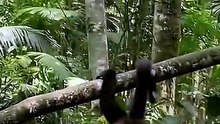 Harpia: a ave que caça macacos na floresta 😳