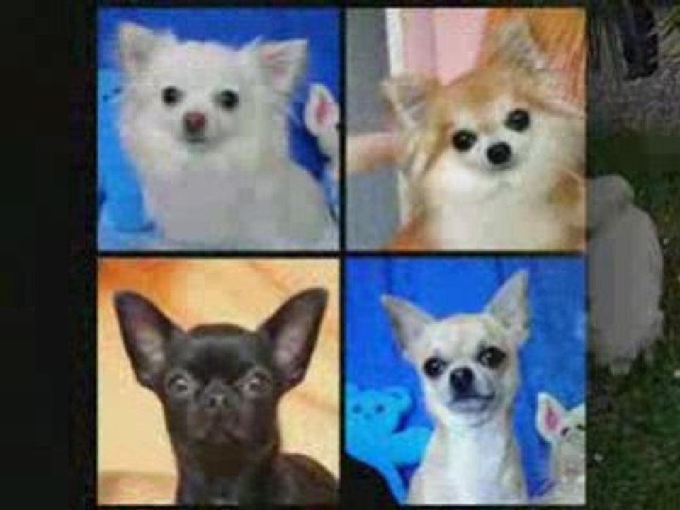 LES T'CHIS SUISSES EN PLEINE COURSE !