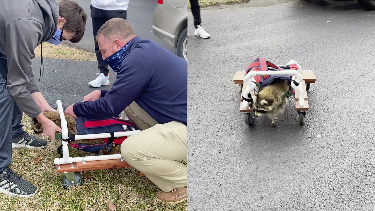 Heartwarming Moment: Students Create Custom Wheelchair for Disabled Raccoon