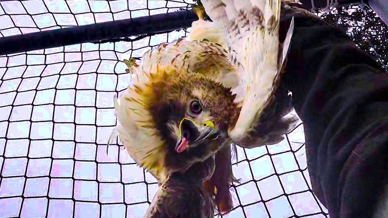 Wild Hawk Rescued After Getting Trapped Upside Down