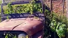 JEEP WILLIS ABANDONADO NA BEIRA DA RODOVIA
