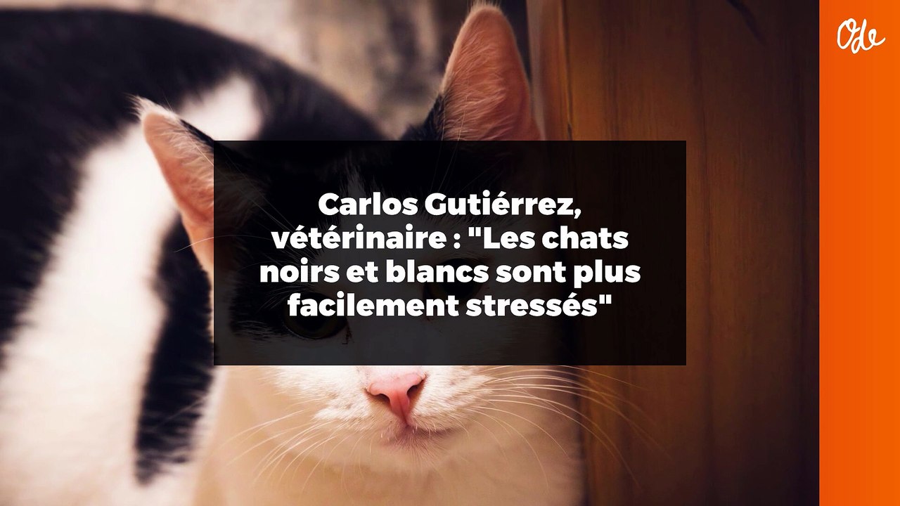 Carlos Gutiérrez, vétérinaire : "Les chats noirs et blancs sont plus facilement stressés"