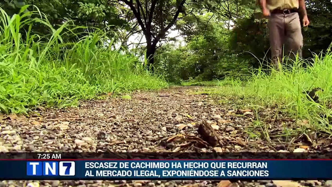 tn7-santa-cruz-crea-santuario-forestal-para-proteger-la-mafera-de-la-marimba-230726 [Full Movie]