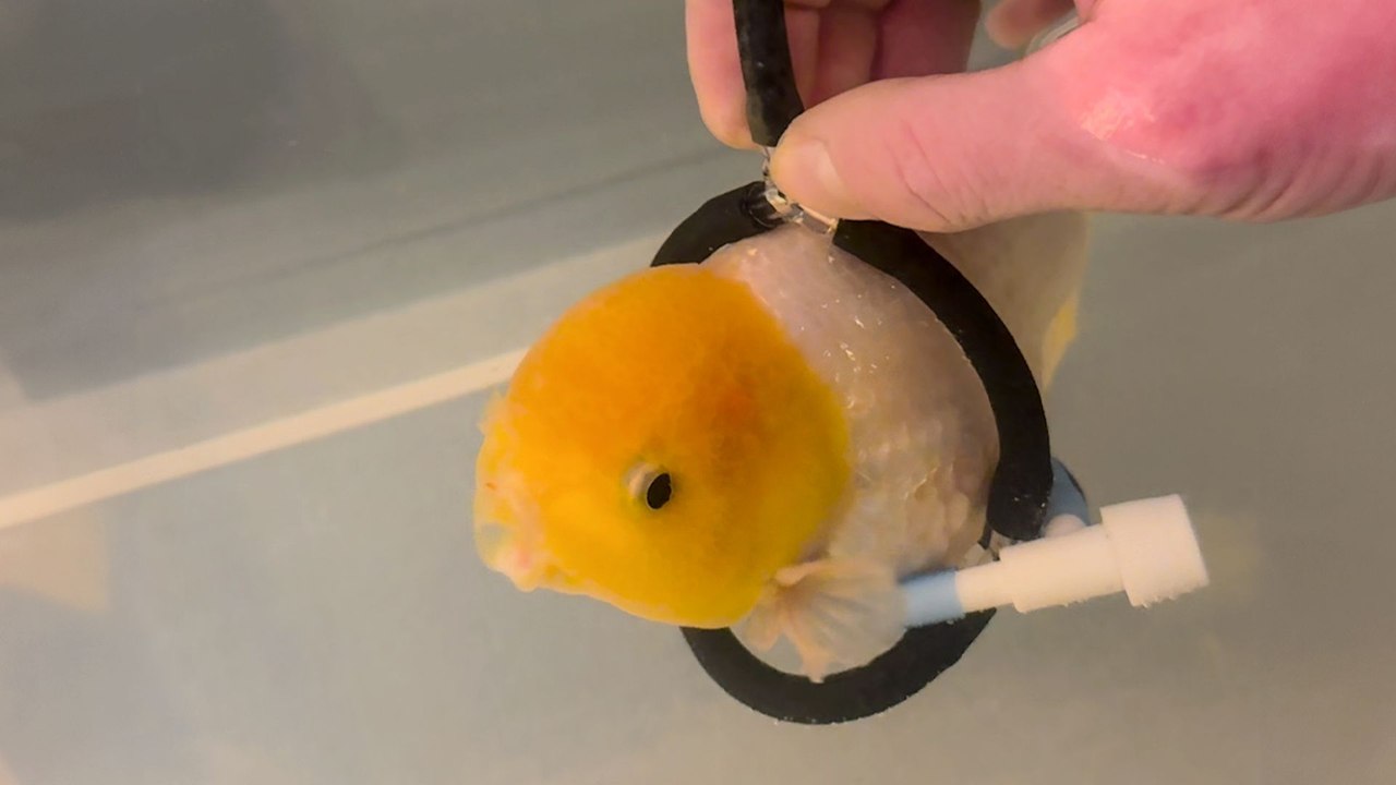 Fish's Mom Builds Him A Wheelchair And Kisses Him Like A Puppy