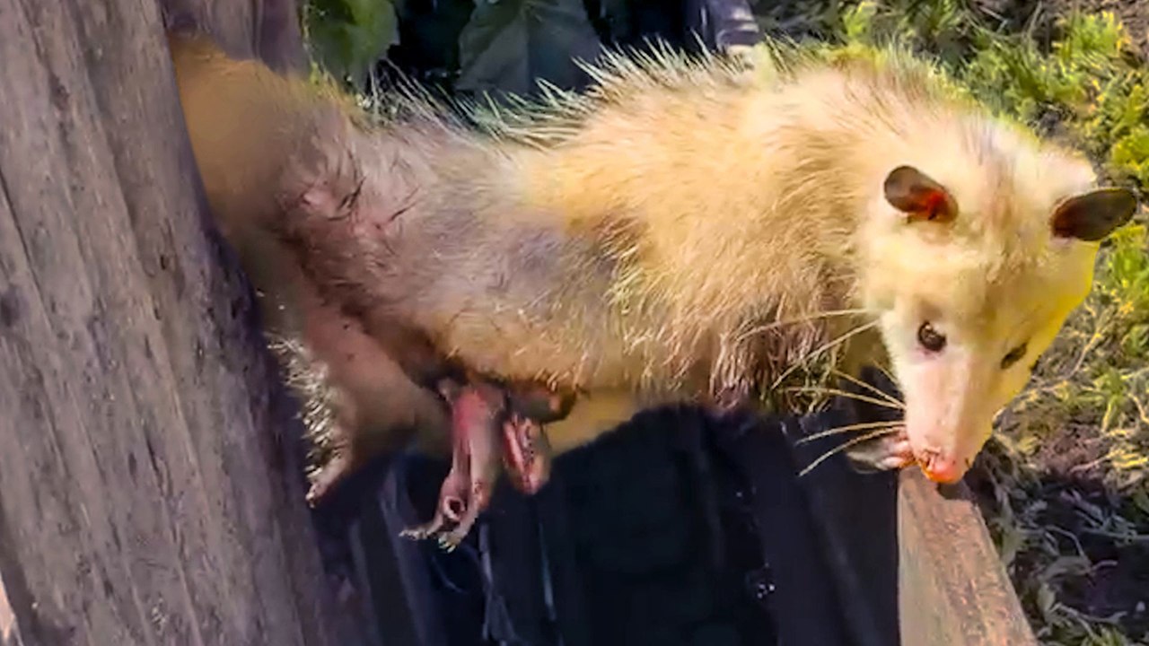 Mama Opossum And Her Babies Trapped Between Two Fences