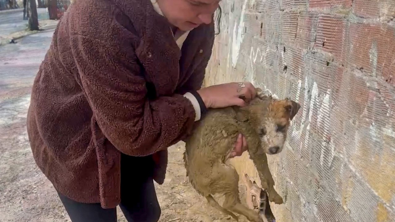 Puppy Left For Dead Finds A New Life In Germany