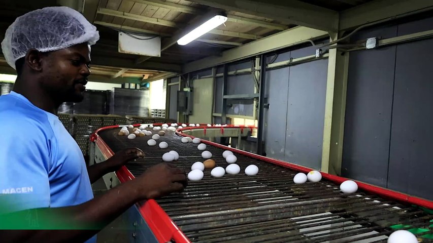 Del cascarón al galón, así se pasteurizan los huevos en la República Dominicana