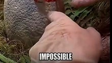 Jurassic Park bleibt ein Traum: Warum DNA zerfällt und was Forscher stattdessen aus Hühnern machen! #Forschung #Biologie #Evolution