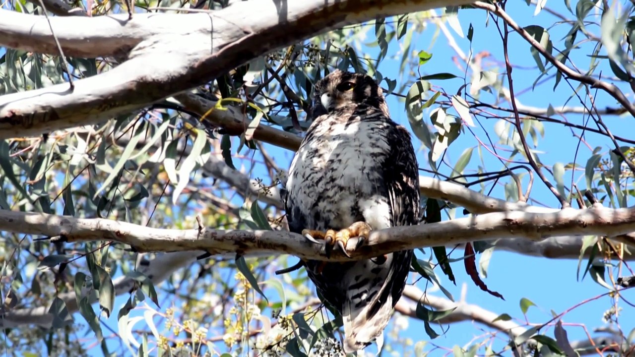 More green space revealed for Sydney's west with creation of Gulguer National Park