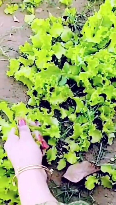 Beautiful home garden