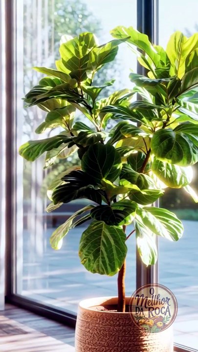 As 10 Melhores Plantas para o Interior da Sua Casa | O Melhor da Roça