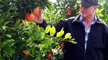 South Australian orange and mandarin supply down amid extreme weather