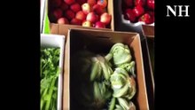 Thornton neighborhood food hub