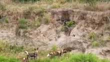 Breathtaking Safari Video Of African Wild Dog Pack Clashing With Spotted Hyenas On A Riverbank