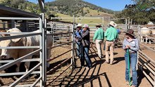 Charbray goes top, Charolais lift average at 2026 Kandanga Valley sale