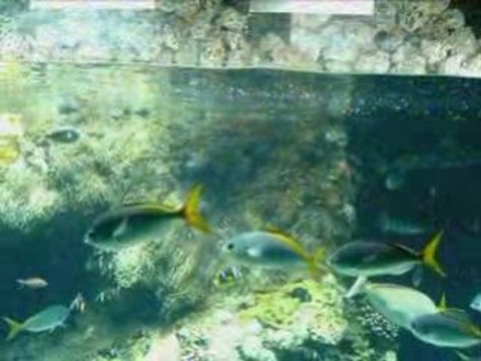 Musée océanographique