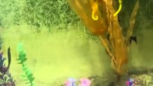 Seahorse World
