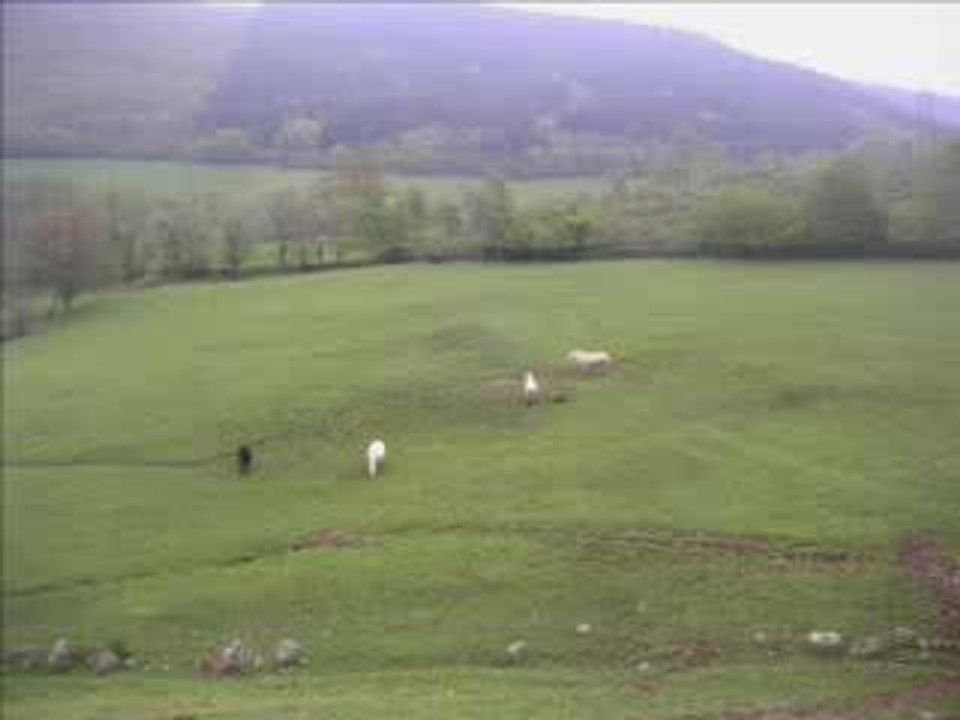 hommage à un jeune percheron
