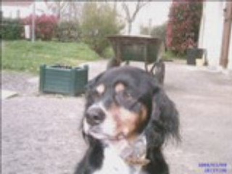 Ma vie version animo