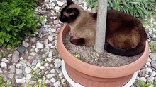 The Boss of the Yard has been planted in position 😼 #cats #funnycats #catlovers #garden