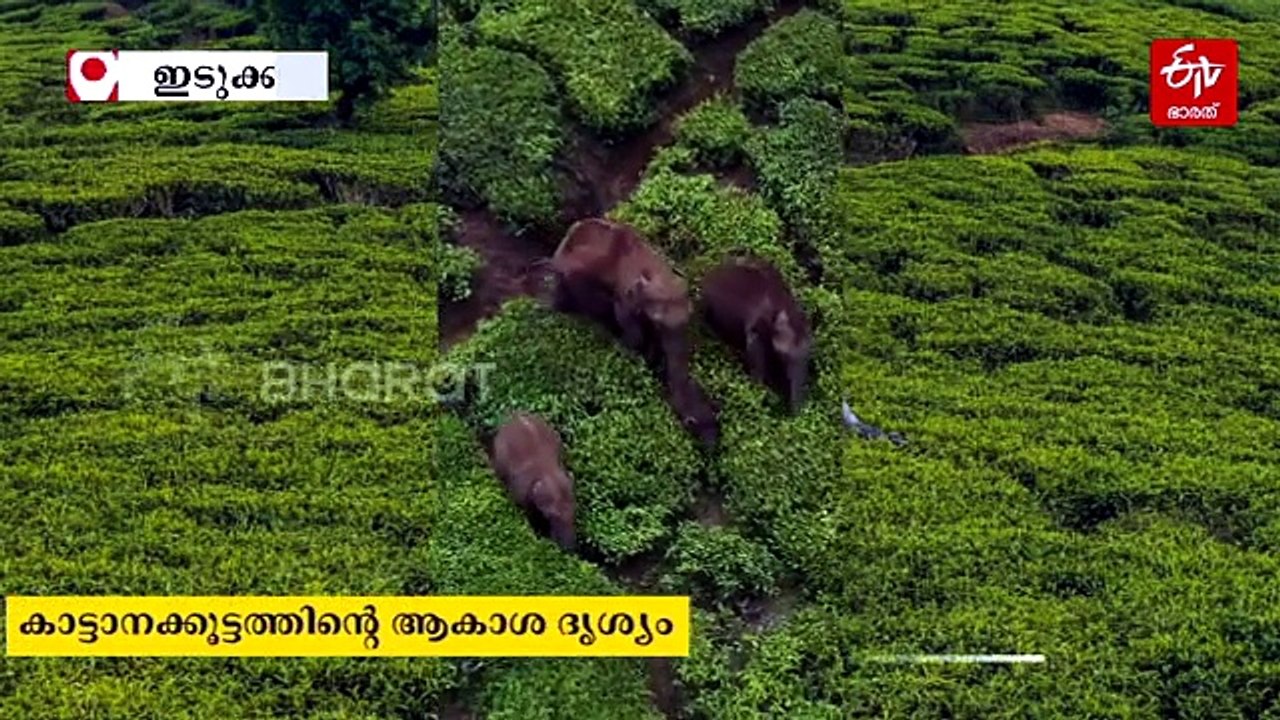 തേയിലക്കാടുകൾക്കിടയിലൂടെ കുട്ടിയുറുമ്പുകളെപ്പോലെ; ആകാശക്കാഴ്‌ചയിൽ കൗതുകമായി കാട്ടാനക്കൂട്ടം, കുറുമ്പ് കാട്ടി കുട്ടിക്കൊമ്പനും