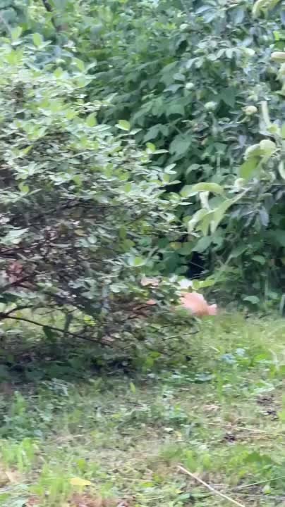 Two Cats Fight Each Other