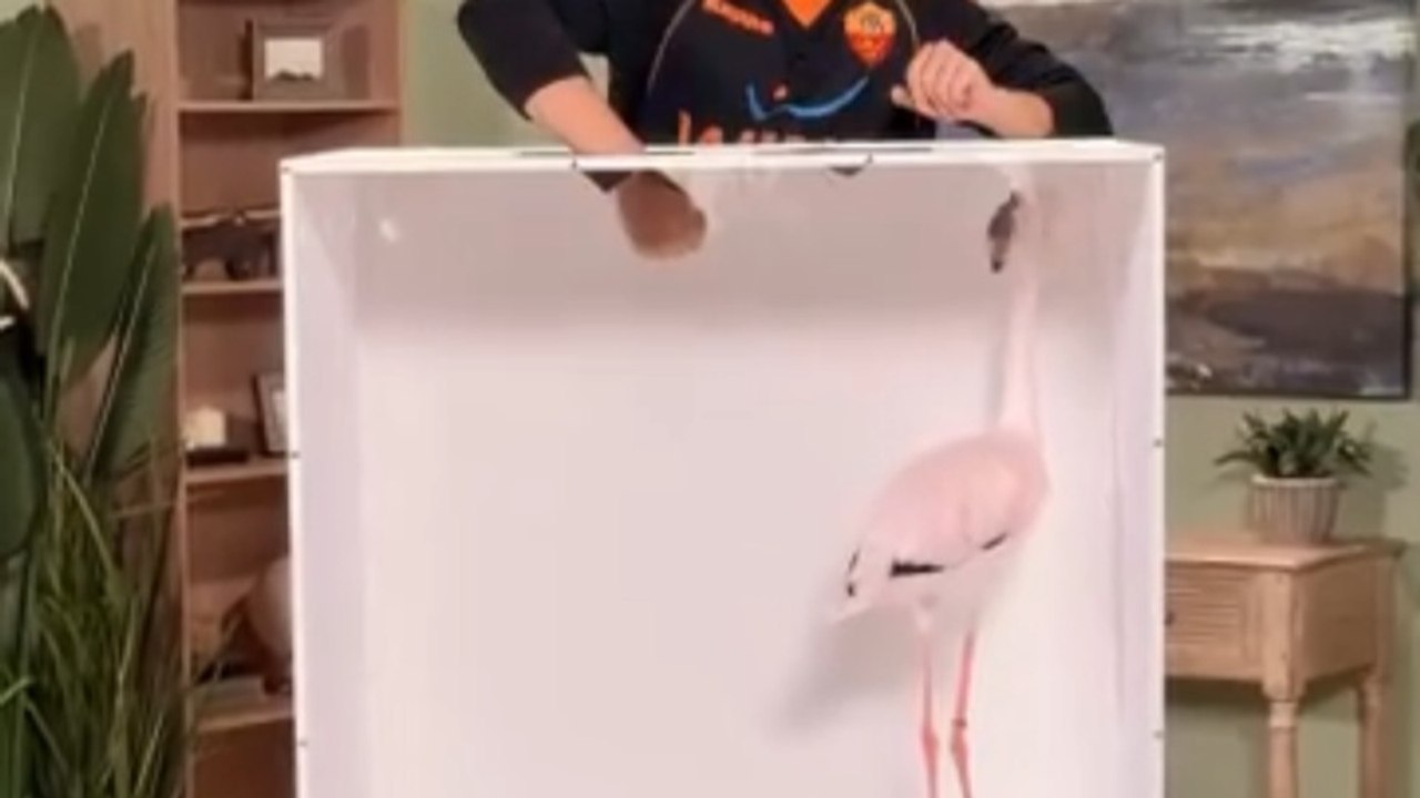 MrBeast Guess The Animal