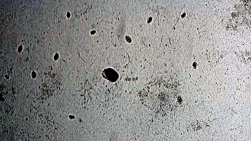 pnas.2606891123.sm01