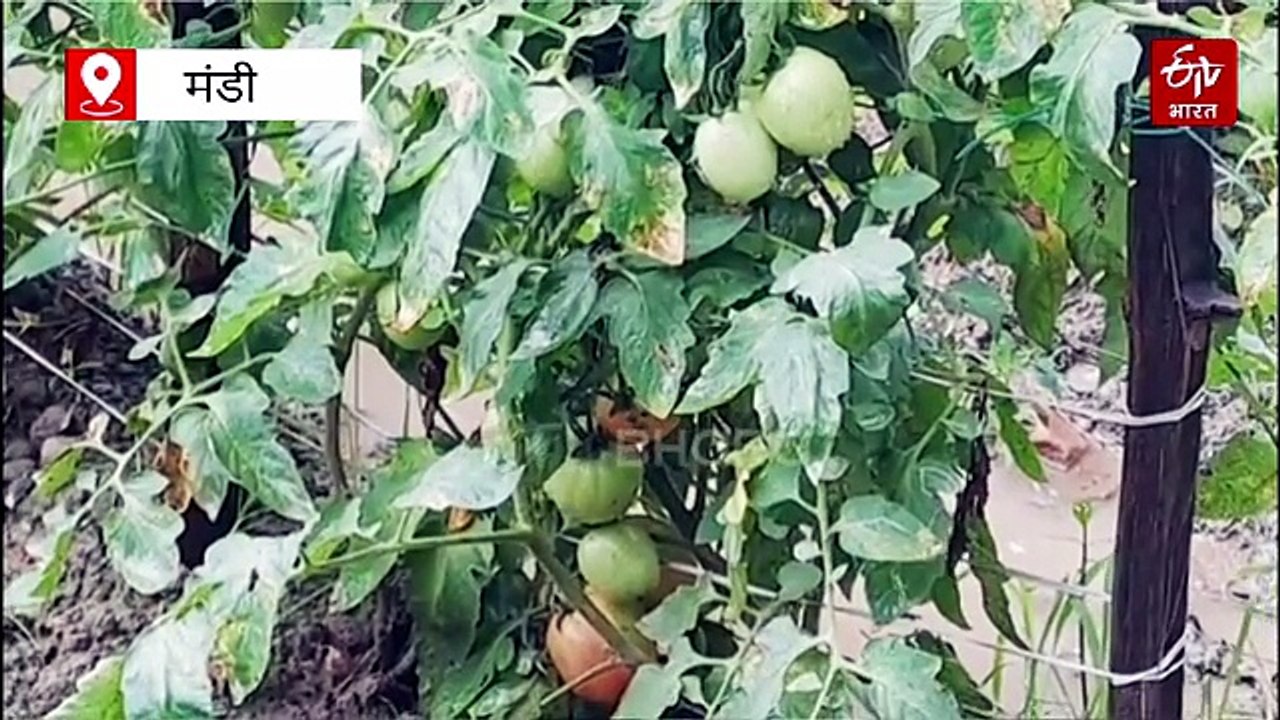 हिमाचल में टमाटर की बंपर फसल, किसानों को लाखों का मुनाफा, ₹250-₹500 तक बिका क्रेट