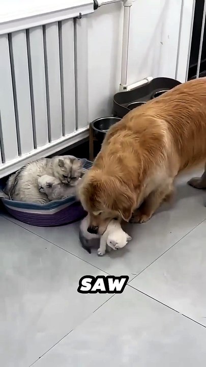 This Golden Retriever helps mother cat take care of her kittens ❤️