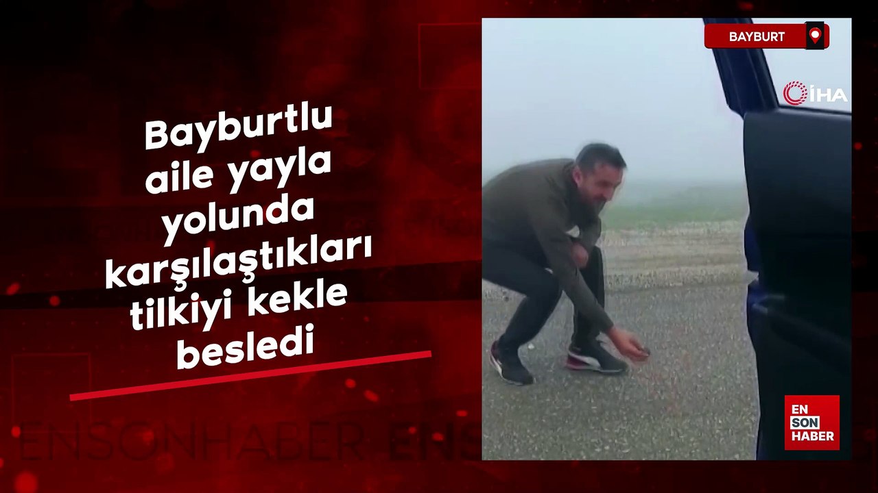 Bayburtlu aile yayla yolunda karşılaştıkları tilkiyi kekle besledi