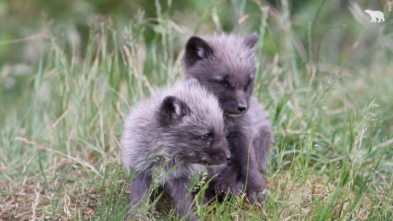 Meet Five Arctic Fox Cubs as They Explore Their World