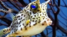 Long Horn Cow Fish