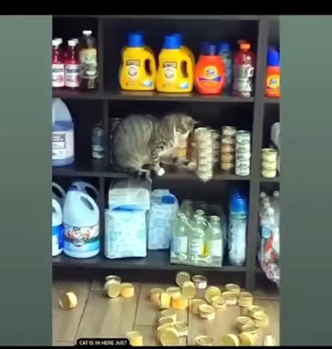 Kitten chaos , Pure joy aytime fun (Diversión a la hora de jugar