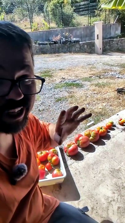Les 10 variétés que je cultive cette année de tomates #potager #Jardinage #tomate