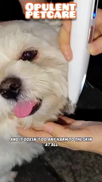 Waterproof Dog Paw Trimmer – $7 Grooming Tool That Trims Fur Between Paw Pads Safely | Free Shipping