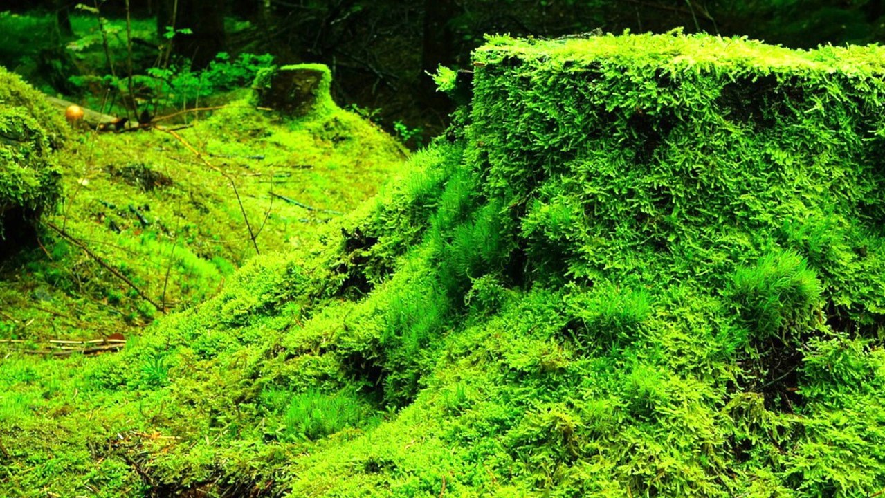 Scientists identify moss that could survive on Mars.