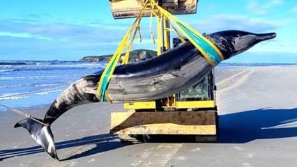 Rare spade-toothed whale washes up on a New Zealand beach