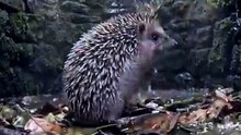 Baby Hedgehog Rescue | Trapped in an Abandoned Well | Heartwarming Wildlife Story 🦔