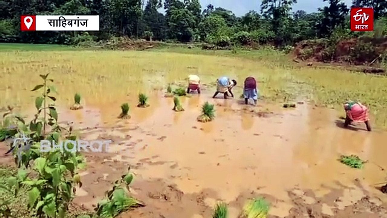 साहिबगंज में 109 प्रतिशत बारिश, आच्छादन पहुंचा 68 फीसदी, बंपर पैदावार की उम्मीद