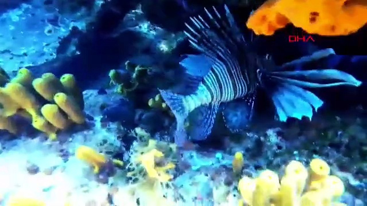 Ayvalık'ta görüntülendi! Zehirli, istilacı bir tür...