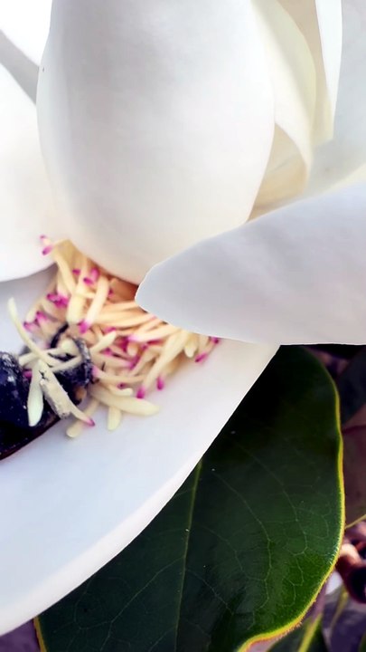 Une abeille dorée surprise en pleine sieste dans une fleur de magnolia