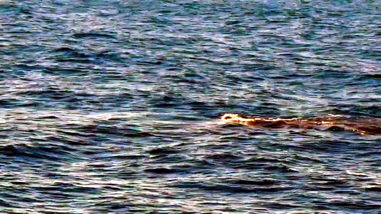 Humpback whales, Sea World Whale Watch